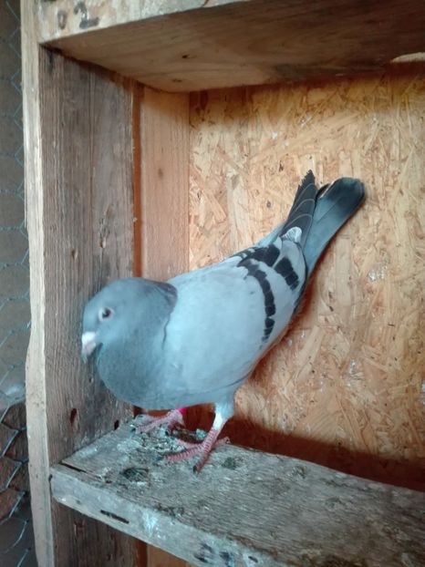  - Porumbeii de matca voliera veche