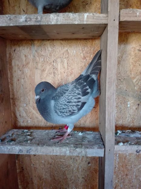  - Porumbeii de matca voliera veche