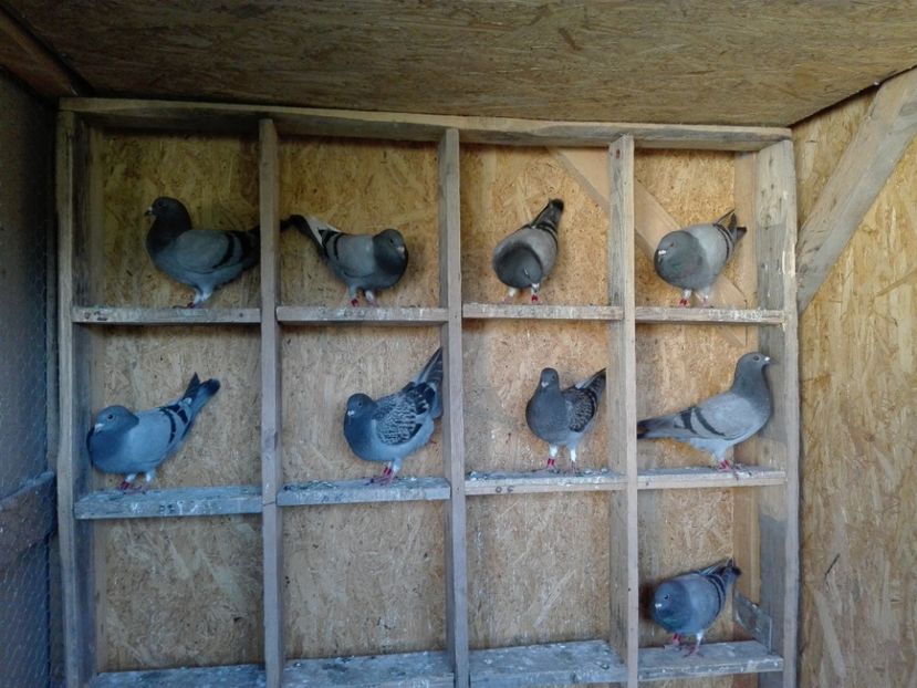  - Porumbeii de matca voliera veche