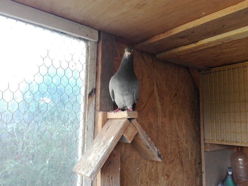  - Porumbeii de matca voliera veche