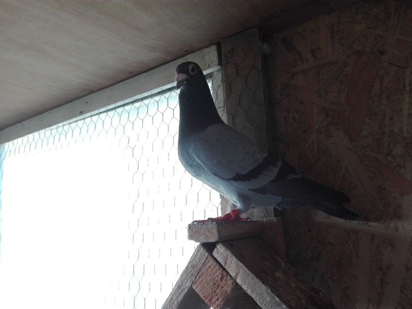  - Porumbeii de matca voliera veche