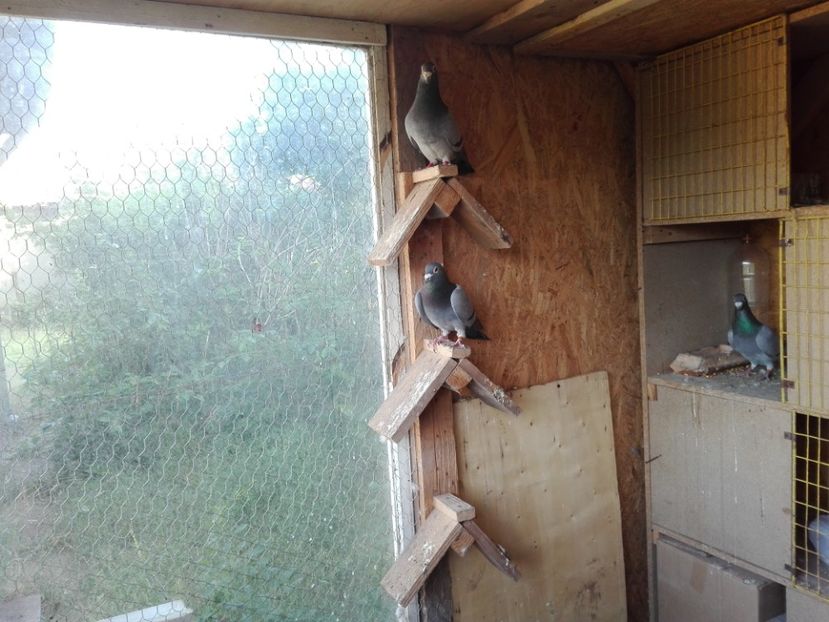  - Porumbeii de matca voliera veche