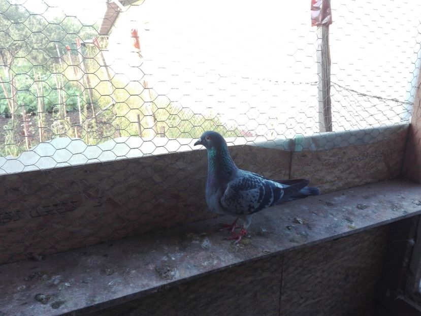  - Porumbeii de matca voliera veche