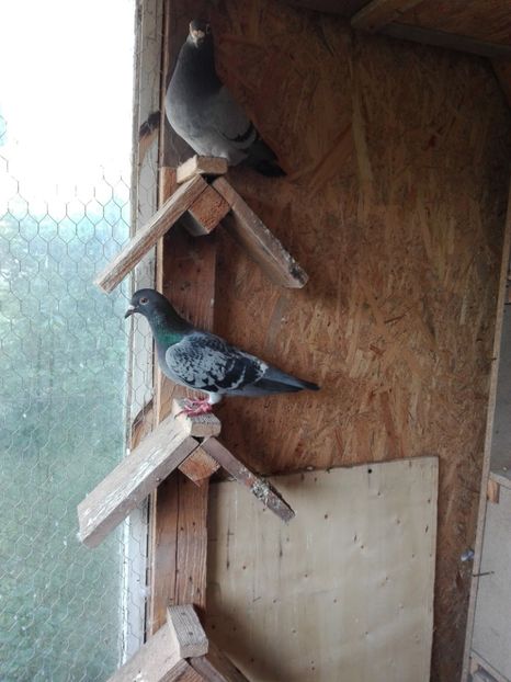  - Porumbeii de matca voliera veche