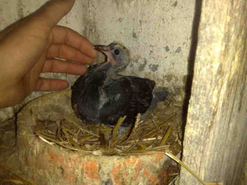  - Pui 2017-2018 -2019-2020 -2021-matca-doici-vind aproape tot lotul