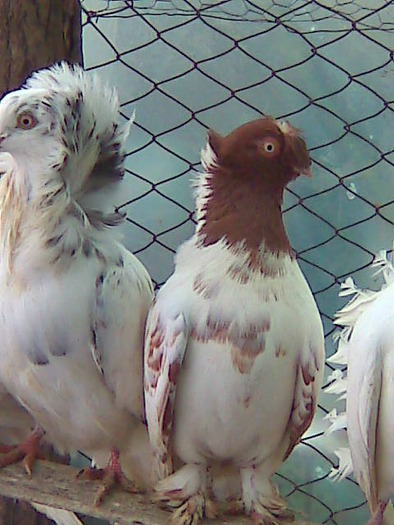 Imagine0117 - porumbei bimotati 2011