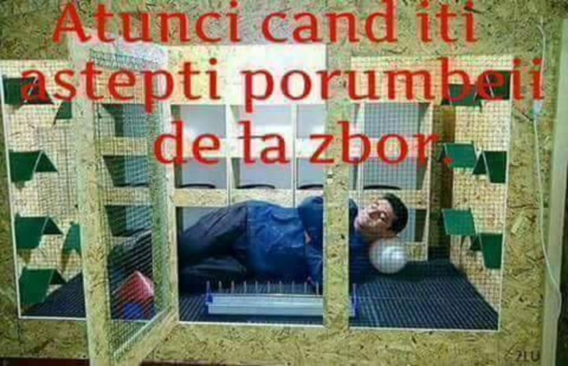  - Aaaa Pentru toti iubitorii sportului columbofil