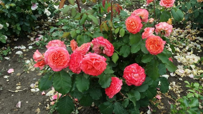  - curtea cu toate cele 2017