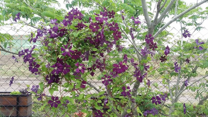  - curtea cu toate cele 2017