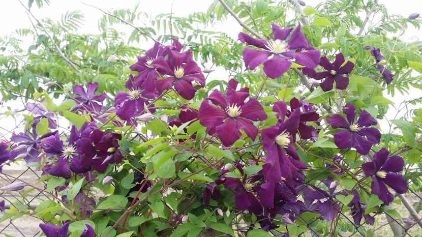  - curtea cu toate cele 2017