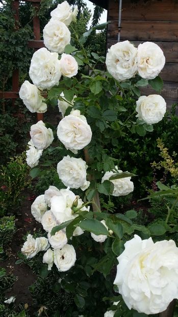  - curtea cu toate cele 2017