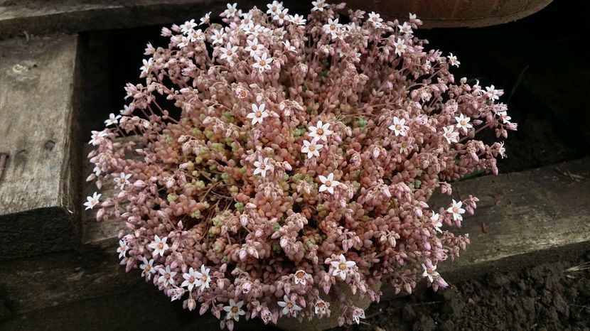  - curtea cu toate cele 2017