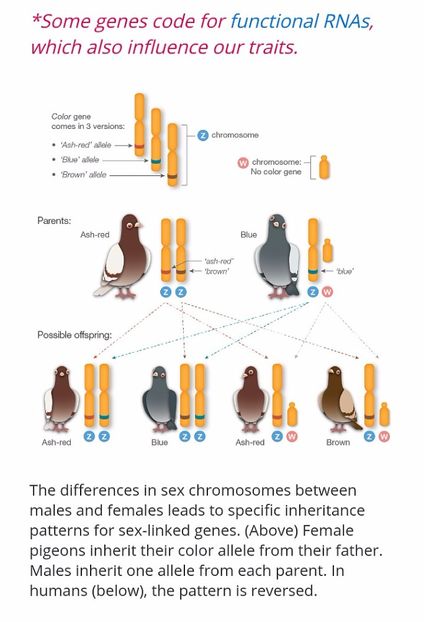 10.SEX-LINKED - A5 GENETICA CULORILOR