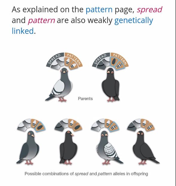 19.SPREAD(COLORATE ÎN TOTALITATE) - A5 GENETICA CULORILOR