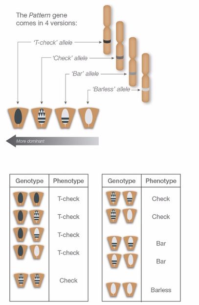 11.The Pattern(Modele) - A5 GENETICA CULORILOR