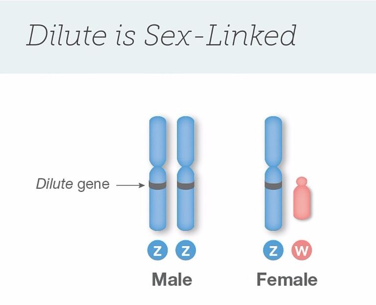 7.Dilut (Diluat) - A5 GENETICA CULORILOR