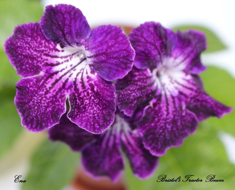 Bristol's Tractor Beam - Bristol s Tractor Beam