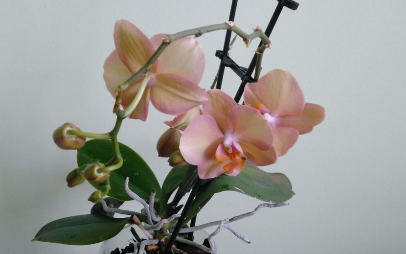 Phalaenopsis - Orhidee 2017