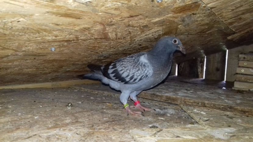  - V Pui voiajori stil vechi 2017