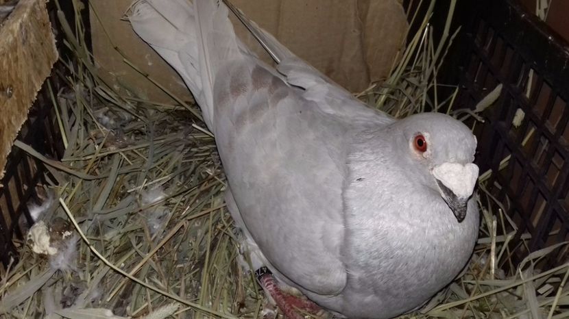  - V Pui voiajori stil vechi 2017