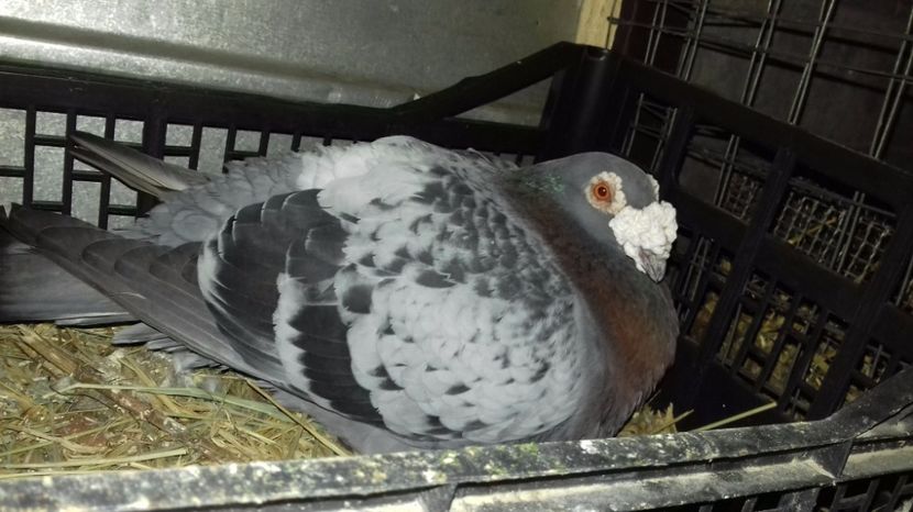  - V Pui voiajori stil vechi 2017