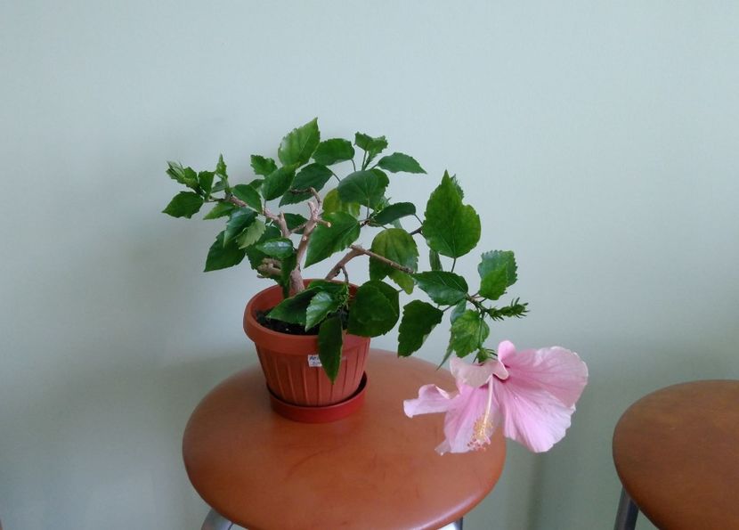 10.06 - Hibiscusi 2017 - 2018