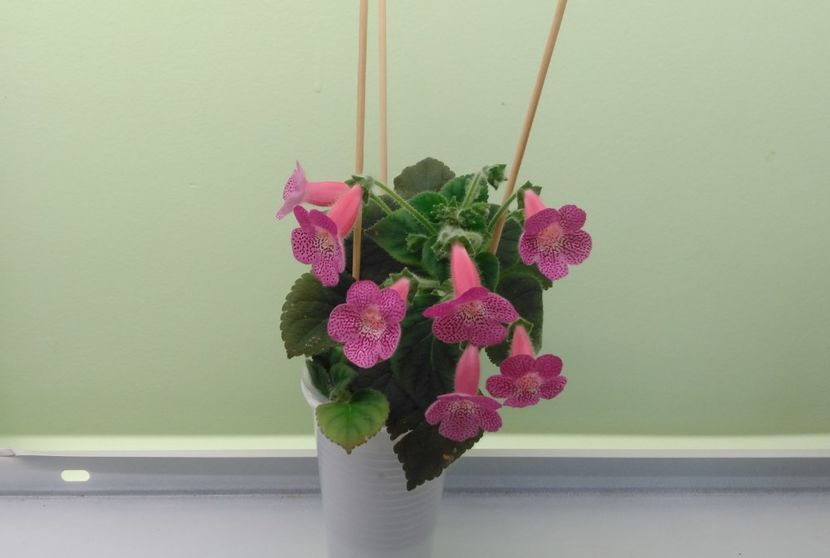 10.06 - Sunshine 2017 - 2018