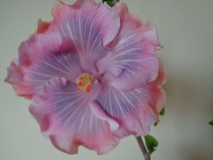  - HIBISCUS TAHITIAN PRINCESS