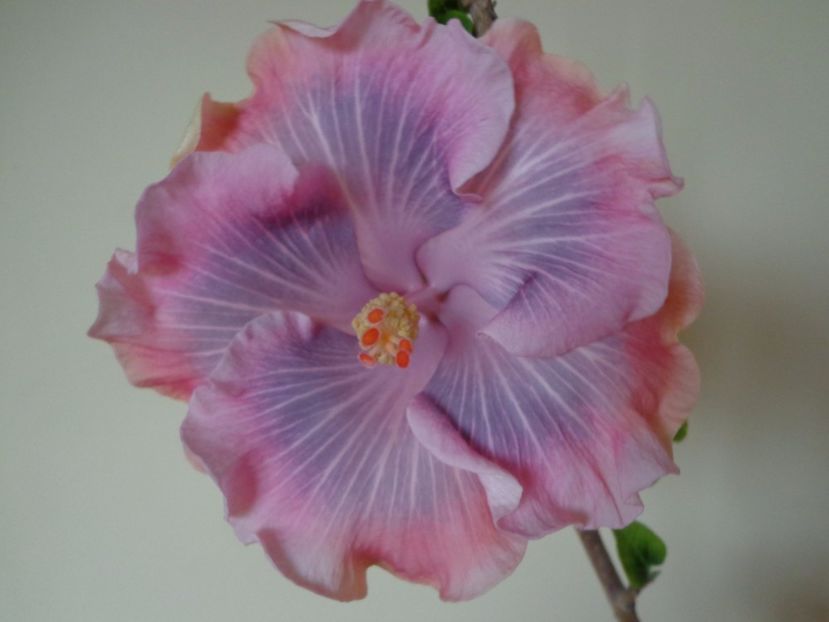  - HIBISCUS TAHITIAN PRINCESS