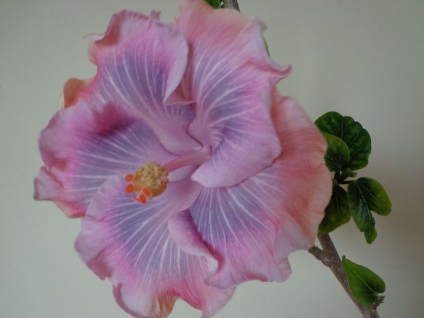  - HIBISCUS TAHITIAN PRINCESS