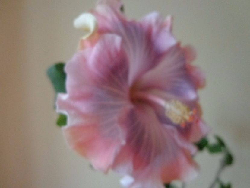  - HIBISCUS TAHITIAN PRINCESS