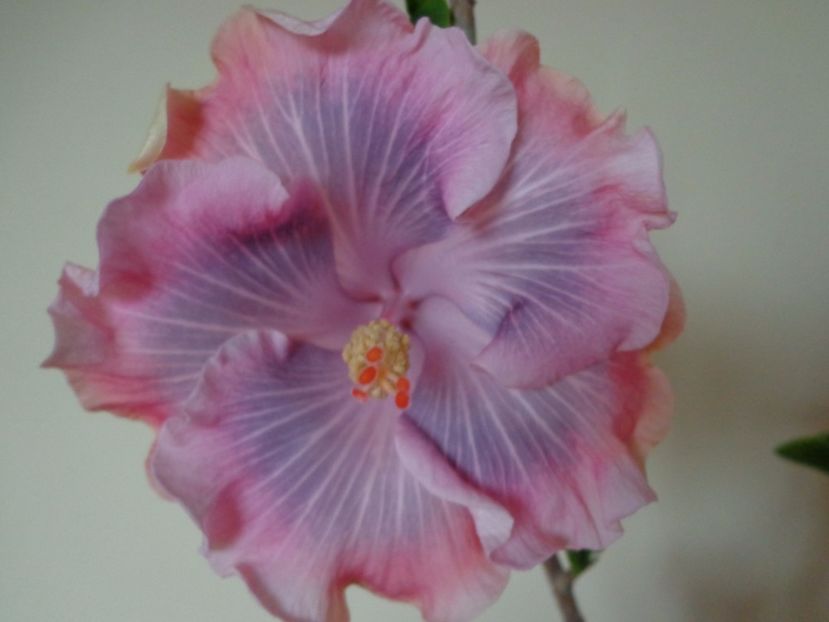  - HIBISCUS TAHITIAN PRINCESS