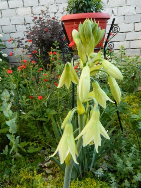 Galtonia - Prin iunie