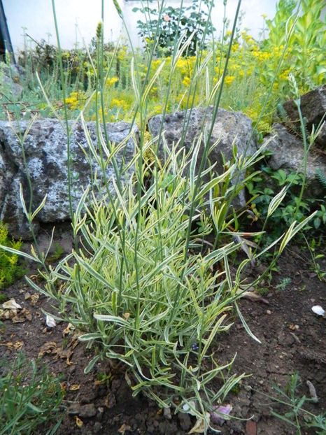 Lavanda - Prin iunie