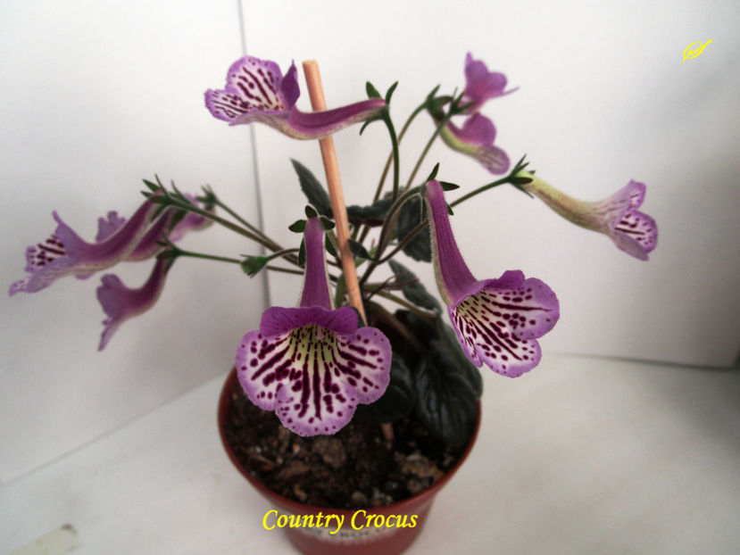 Country Crocus(11-06-2017) - Sinningii 2017