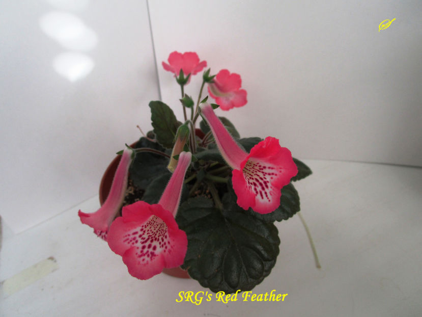 SRG s Red Feather(11-06-2017) - Sinningii 2017