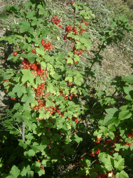 Coacaz rosu - Coacaz rosu