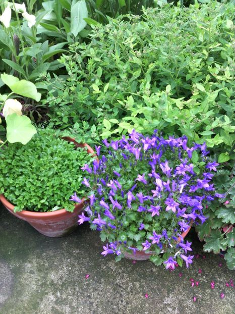  - 01-Flori din curtea mea 2017