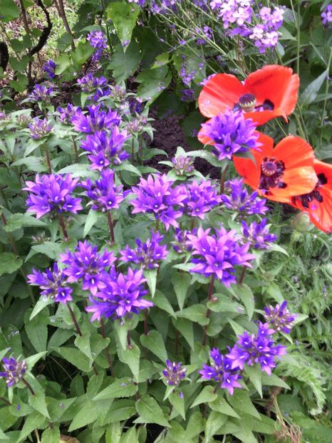  - 01-Flori din curtea mea 2017