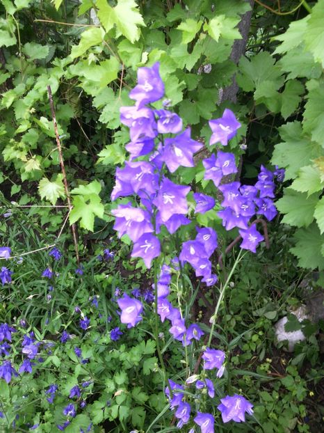  - 01-Flori din curtea mea 2017