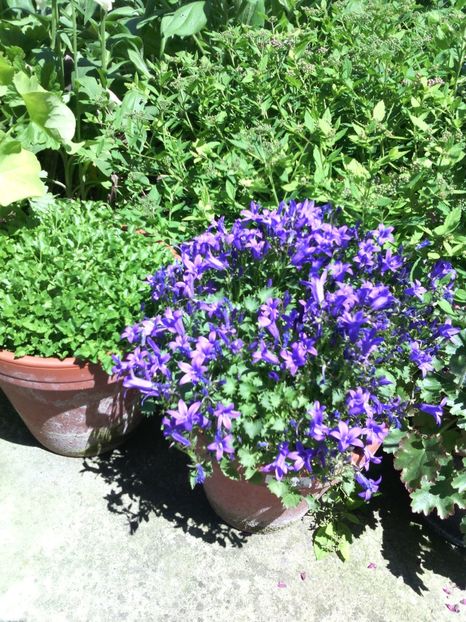  - 01-Flori din curtea mea 2017