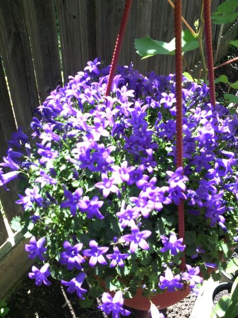  - 01-Flori din curtea mea 2017