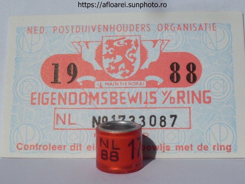 NL 88 - OLANDA-NL
