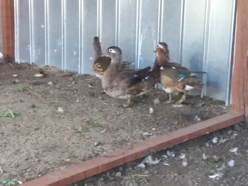  - Vind cumpar schimb