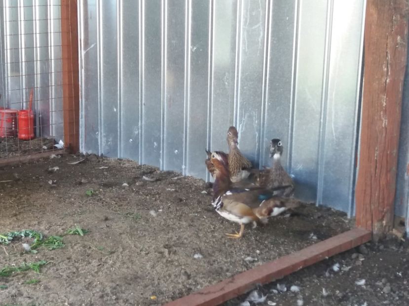  - Vind cumpar schimb