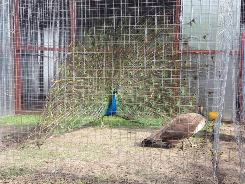  - Vind cumpar schimb