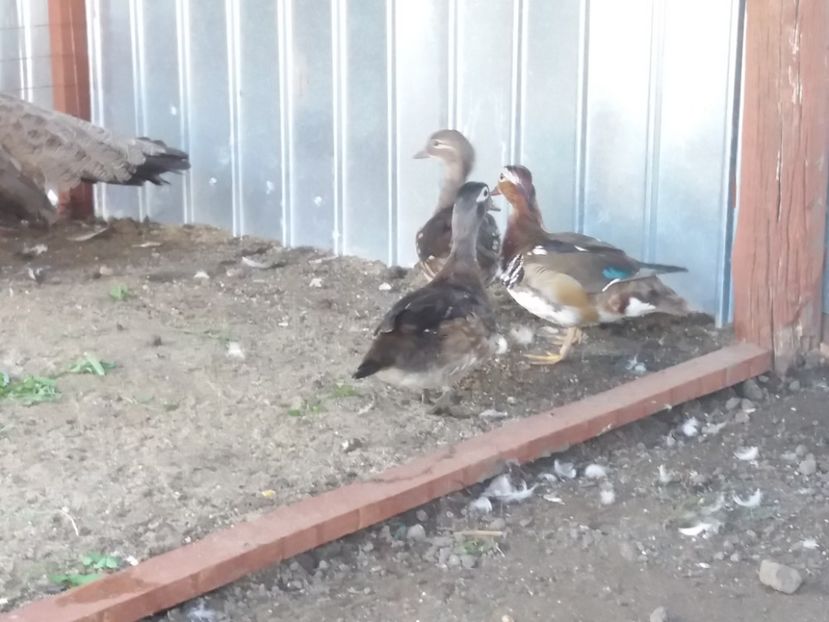  - Vind cumpar schimb