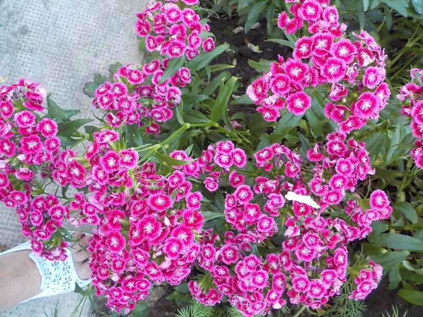  - dianthus