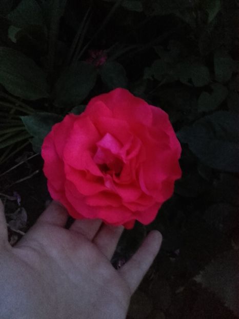  - 58-posibil Tanor Star