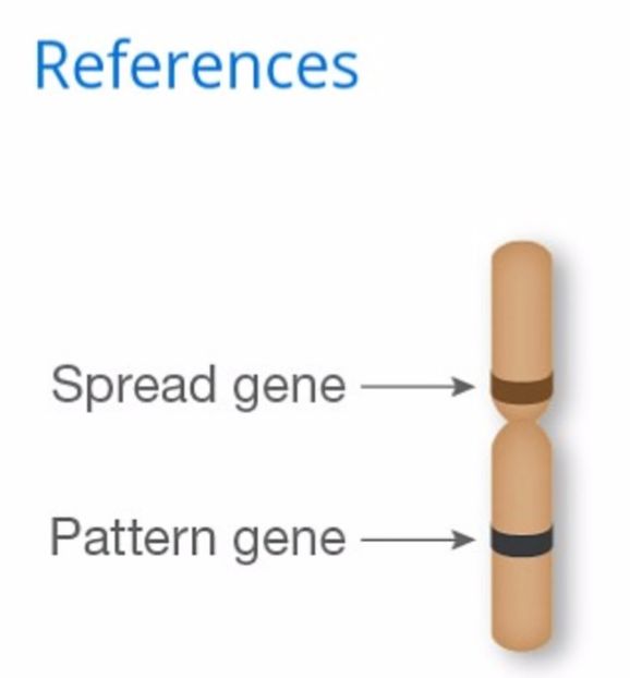 11.The Patern(Modele) - A5 GENETICA CULORILOR